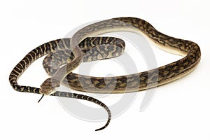 Scrub python (Morelia amethistina) Amethystine python snake isolated on white background photo