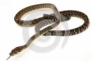 Scrub python (Morelia amethistina) Amethystine python snake isolated on white background photo