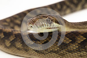 Scrub python (Morelia amethistina) Amethystine python snake isolated on white background photo