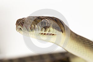 Scrub python (Morelia amethistina) Amethystine python snake isolated on white background photo