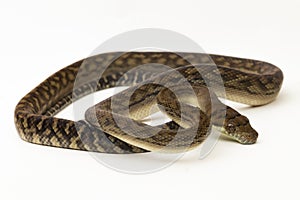Scrub python (Morelia amethistina) Amethystine python snake isolated on white background photo