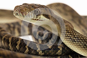 Scrub python (Morelia amethistina) Amethystine python snake isolated on white background photo