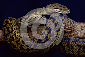 Scrub python / Morelia kinghorni