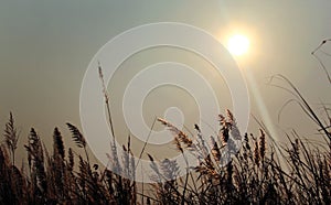 A scrub of reed with sun rays.