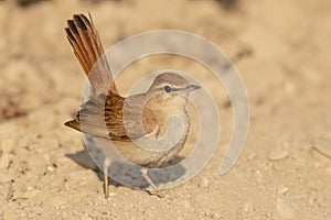 Scrub Robin @ CÃÂ¡diz Spain Photo 3 photo