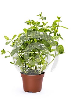 Scrub scented mint in a pot