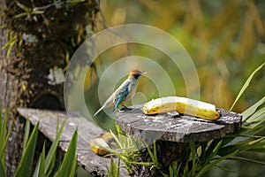 Scrub tanager perched on a wooden feeding place with banana, facing camera, against blurred natural background, Coffee farm Ocaso photo