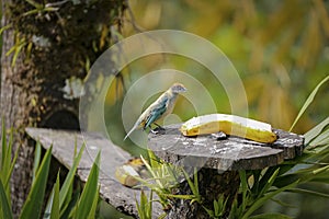 Scrub tanager perched on a wooden feeding place with banana, facing camera, against blurred natural background, Coffee farm Ocaso photo