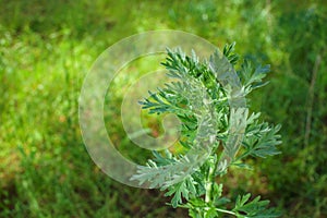 Scrub the young, silvery green herb -Artemisia absinthium photo