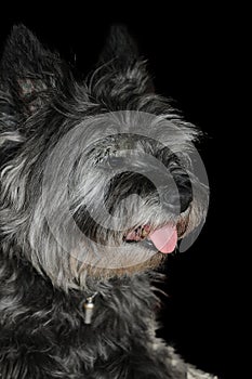 Scrubby cairn terrier with high standing ears