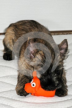 Scrubby cairn terrier puppy with high standing ears