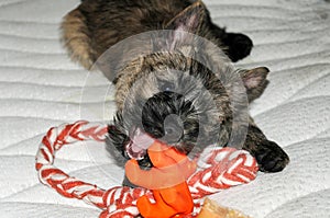 Scrubby cairn terrier puppy with high standing ears