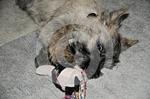 Scrubby cairn terrier puppy with high standing ears