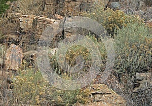 SCRUBBY CURRY BUSHES WITH YELLOW FLOWERS BETWEEN ROCKS