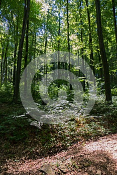 A scrubby forest path against the backdrop of an impenetrable wild forest with huge trees