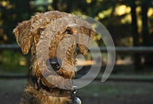 Scruffy airedale terrier dog head shot photo