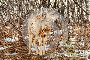 A Scruffy Coat Mule Deer Fawn Baby Poses