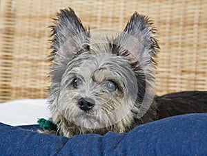 Scruffy Cute Dog