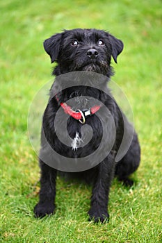 Scruffy dog photo