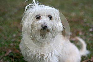 Scruffy Dog photo