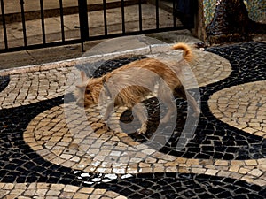 Scruffy dog at Cascais in Estoril near Lisbon Portugal