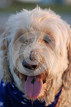 Scruffy, the Goldendoodle dog with his flag scarf and tongue out at the beach.