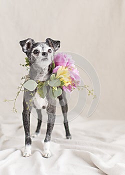 Scruffy gray and white Chihuahua mix isolated in the studio with gorgeous fresh flowers