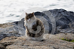 scruffy and grumpy street cat sitting on a rock at the seaside in Kadikoy Istanbul in winter photo