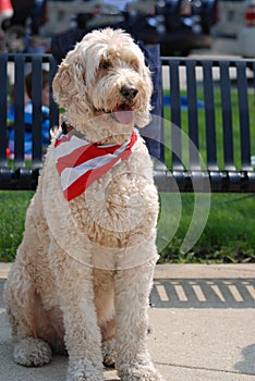 Scruffy, a large Goldendoodle dog standing at attention with his flag scarf on.