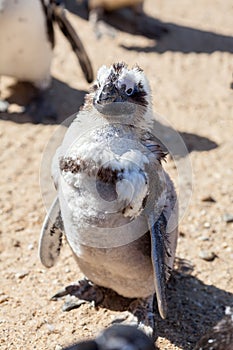 Scruffy penguin. Bird losing its feathers during moult.