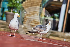 Scruffy seagull gives judgmental look at camera while other seagull stares with contempt