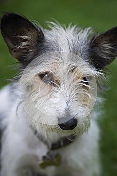 Scruffy Terrier photo