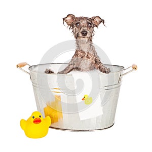 Scruffy Terrier in a Bath Tub