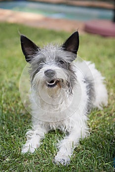 Scruffy terrier on the grass