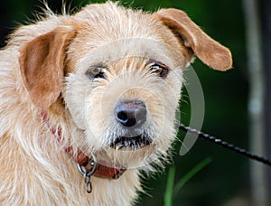 Scruffy Wirehaired Terrier Mixed Breed Dog