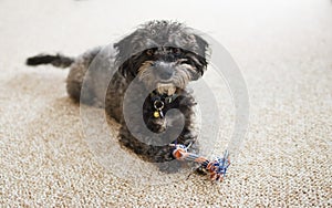 Scruffy Yorkiechon puppy with toy indoors