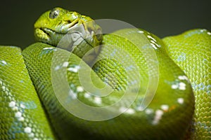 Scrunch green python snake