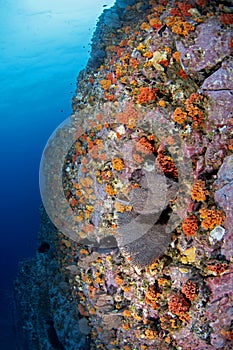 Coral, Pacific ocean, Scuba dive, Malpelo island photo