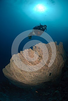 Scuba diver above a Giant georgonian fan coral