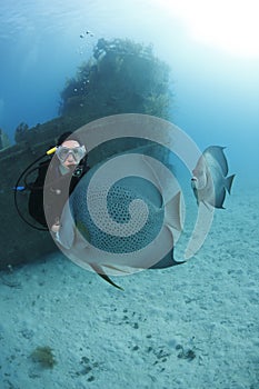 Scuba Diver admiring Gray Angelfish