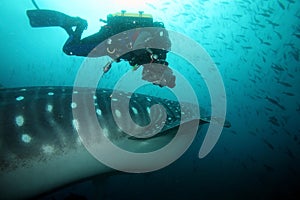 Scuba diver approaching whale shark in galapagos i