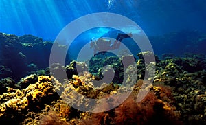 Scuba diver beautiful underwater landscape and scenery photo