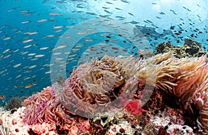 Scuba diver behind beautiful coral reef and anemone photo