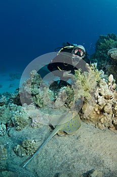 Scuba diver with blue spotted ray