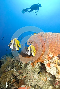 SCUBA Diver and colorful coral reef