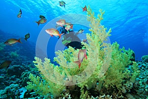 Scuba Diver on coral reef
