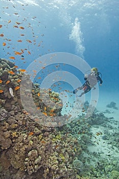 Scuba diver on a coral reef