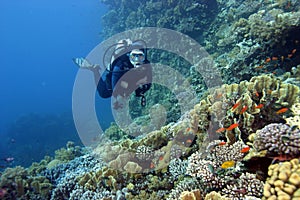 Immersione subacqueo corallo Scogliera 