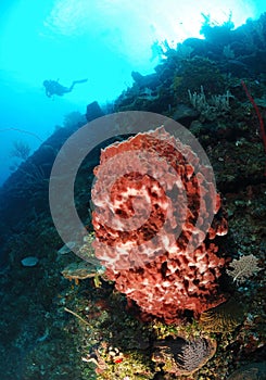 Scuba diver and coral reef