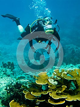 Scuba diver and coral reef